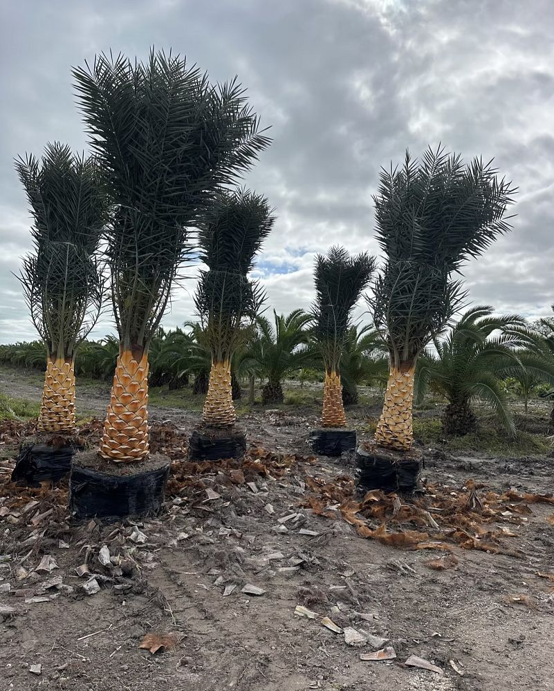 phoenix-sylvestris-sylvester-date-palm-silver-date-palm-wild-date-palm