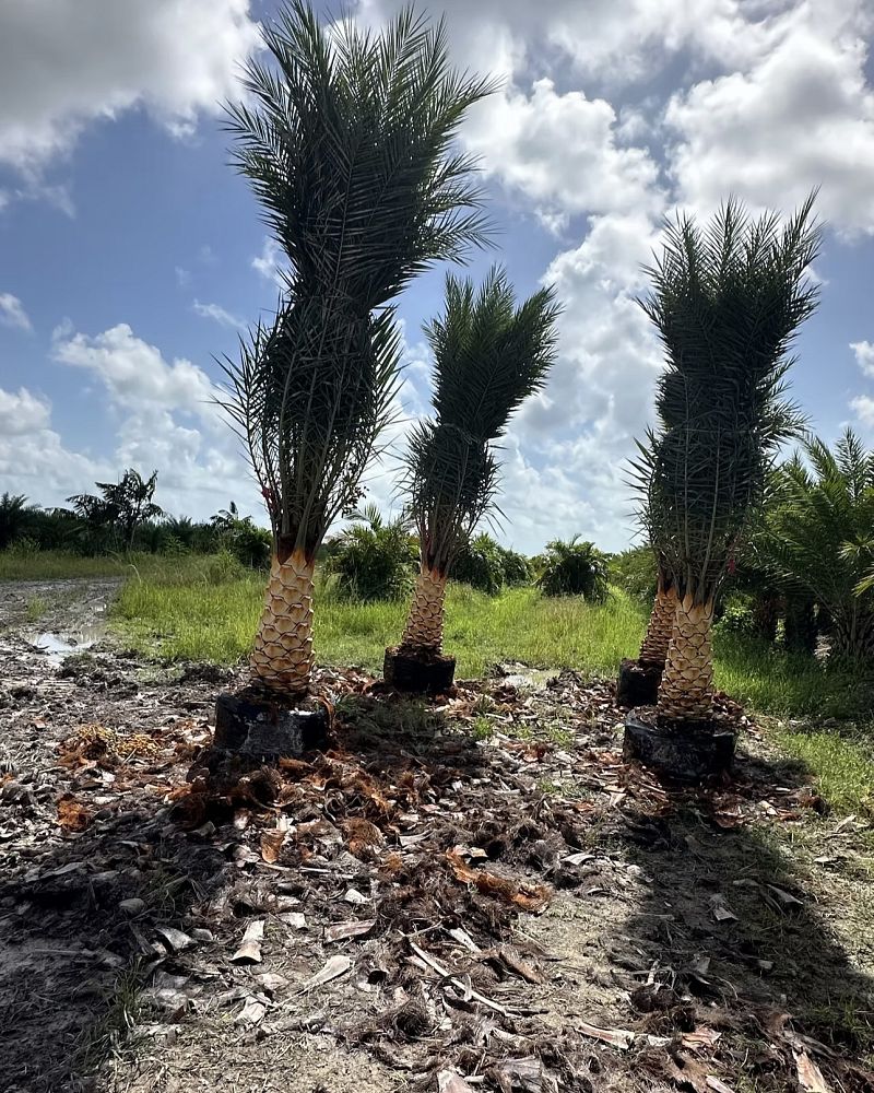 phoenix-sylvestris-sylvester-date-palm-silver-date-palm-wild-date-palm