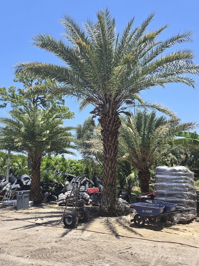 phoenix-sylvestris-sylvester-date-palm-silver-date-palm-wild-date-palm