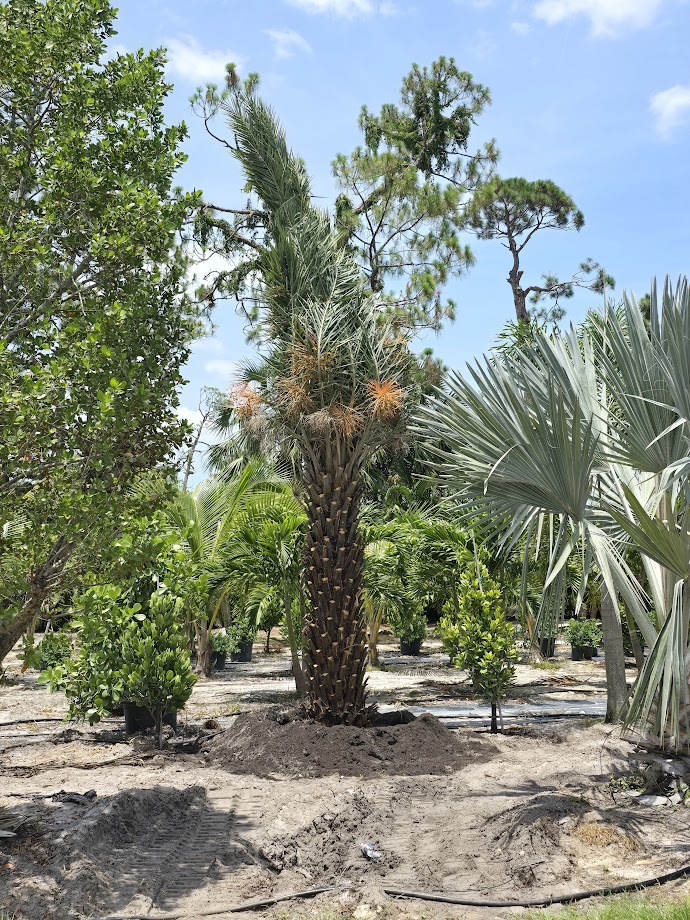 phoenix-sylvestris-sylvester-date-palm-silver-date-palm-wild-date-palm