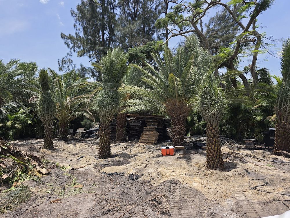 phoenix-sylvestris-sylvester-date-palm-silver-date-palm-wild-date-palm