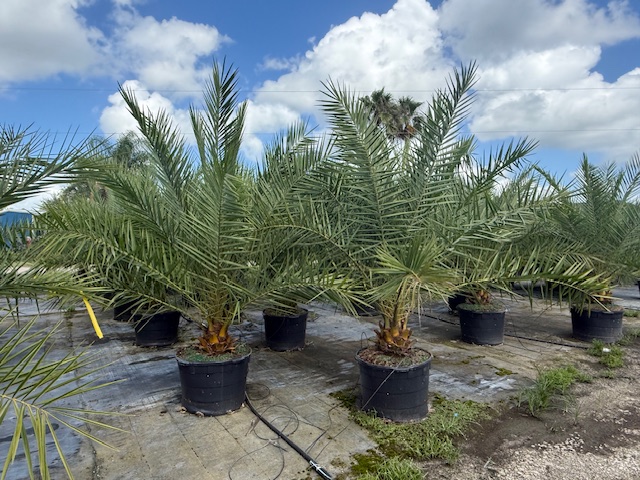 phoenix-sylvestris-sylvester-date-palm-silver-date-palm-wild-date-palm