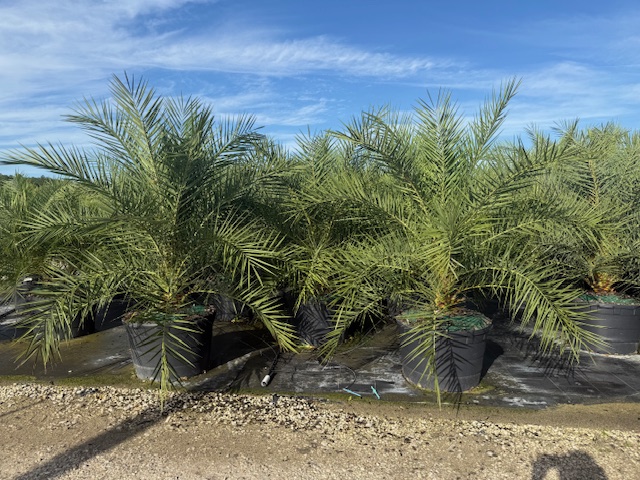 phoenix-sylvestris-sylvester-date-palm-silver-date-palm-wild-date-palm