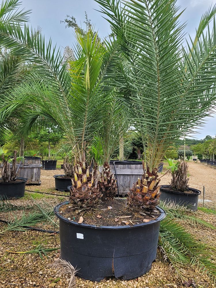 phoenix-sylvestris-sylvester-date-palm-silver-date-palm-wild-date-palm