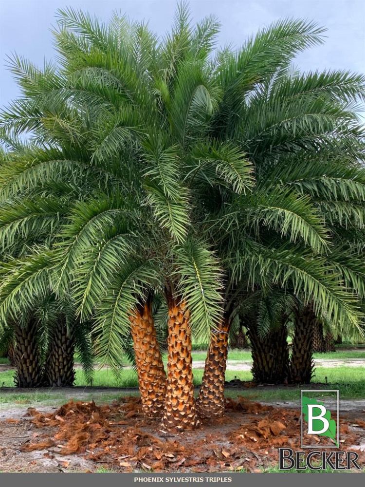 phoenix-sylvestris-sylvester-date-palm-silver-date-palm-wild-date-palm
