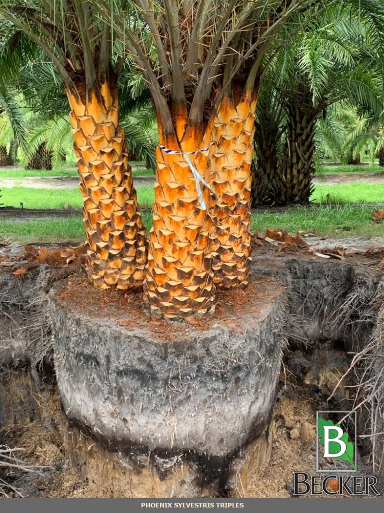 phoenix-sylvestris-sylvester-date-palm-silver-date-palm-wild-date-palm
