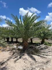 phoenix-sylvestris-sylvester-date-palm-silver-date-palm-wild-date-palm