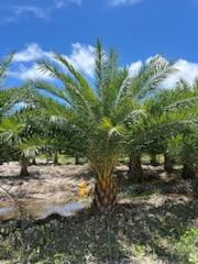 phoenix-sylvestris-sylvester-date-palm-silver-date-palm-wild-date-palm