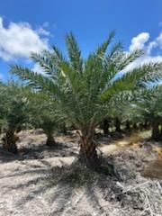 phoenix-sylvestris-sylvester-date-palm-silver-date-palm-wild-date-palm