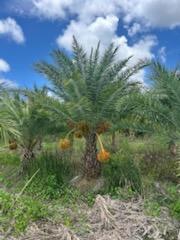 phoenix-sylvestris-sylvester-date-palm-silver-date-palm-wild-date-palm