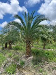 phoenix-sylvestris-sylvester-date-palm-silver-date-palm-wild-date-palm