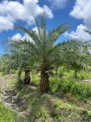 phoenix-sylvestris-sylvester-date-palm-silver-date-palm-wild-date-palm