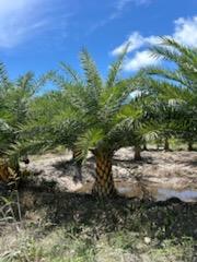 phoenix-sylvestris-sylvester-date-palm-silver-date-palm-wild-date-palm