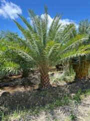 phoenix-sylvestris-sylvester-date-palm-silver-date-palm-wild-date-palm