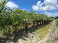 phoenix-sylvestris-sylvester-date-palm-silver-date-palm-wild-date-palm