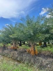 phoenix-sylvestris-sylvester-date-palm-silver-date-palm-wild-date-palm