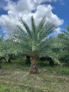 phoenix-sylvestris-sylvester-date-palm-silver-date-palm-wild-date-palm