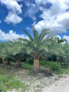 phoenix-sylvestris-sylvester-date-palm-silver-date-palm-wild-date-palm