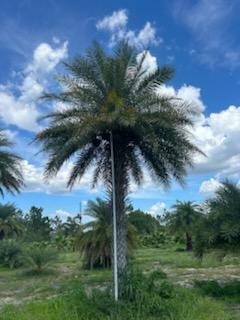 phoenix-sylvestris-sylvester-date-palm-silver-date-palm-wild-date-palm