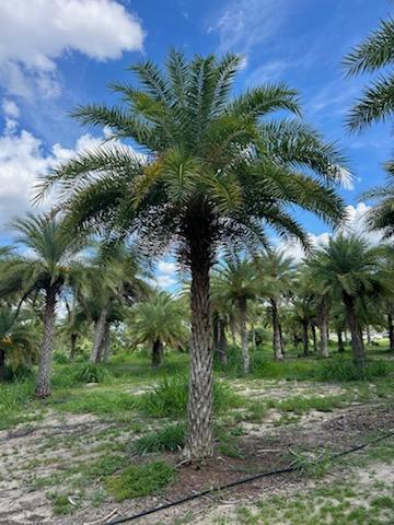 phoenix-sylvestris-sylvester-date-palm-silver-date-palm-wild-date-palm