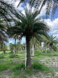 phoenix-sylvestris-sylvester-date-palm-silver-date-palm-wild-date-palm