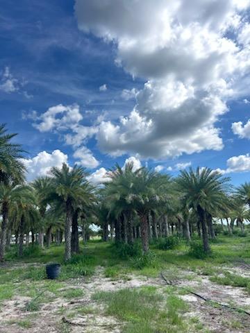 phoenix-sylvestris-sylvester-date-palm-silver-date-palm-wild-date-palm