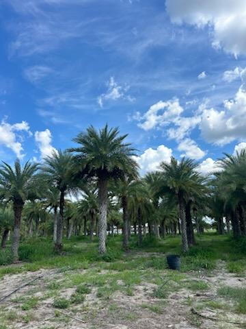 phoenix-sylvestris-sylvester-date-palm-silver-date-palm-wild-date-palm