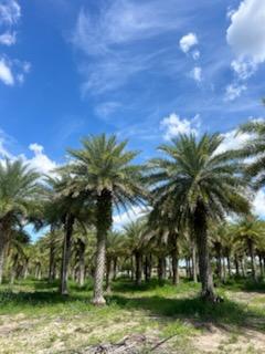 phoenix-sylvestris-sylvester-date-palm-silver-date-palm-wild-date-palm