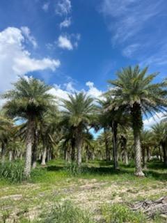 phoenix-sylvestris-sylvester-date-palm-silver-date-palm-wild-date-palm