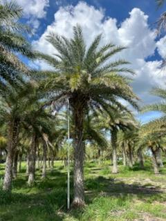 phoenix-sylvestris-sylvester-date-palm-silver-date-palm-wild-date-palm