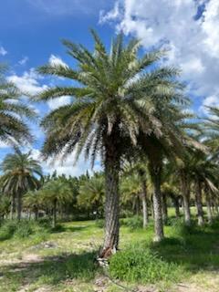 phoenix-sylvestris-sylvester-date-palm-silver-date-palm-wild-date-palm