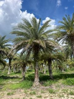 phoenix-sylvestris-sylvester-date-palm-silver-date-palm-wild-date-palm