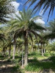 phoenix-sylvestris-sylvester-date-palm-silver-date-palm-wild-date-palm