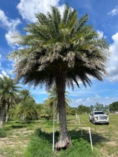 phoenix-sylvestris-sylvester-date-palm-silver-date-palm-wild-date-palm