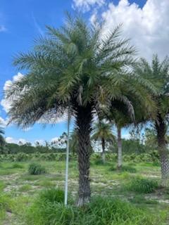 phoenix-sylvestris-sylvester-date-palm-silver-date-palm-wild-date-palm