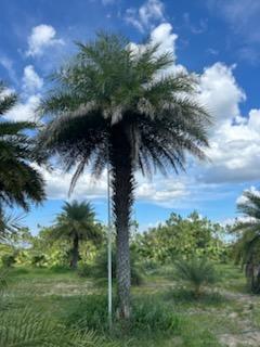 phoenix-sylvestris-sylvester-date-palm-silver-date-palm-wild-date-palm