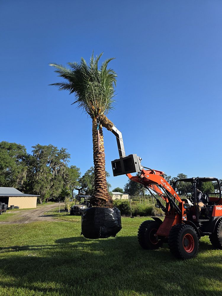 phoenix-sylvestris-sylvester-date-palm-silver-date-palm-wild-date-palm
