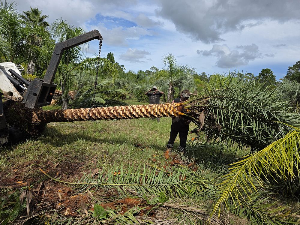 phoenix-sylvestris-sylvester-date-palm-silver-date-palm-wild-date-palm