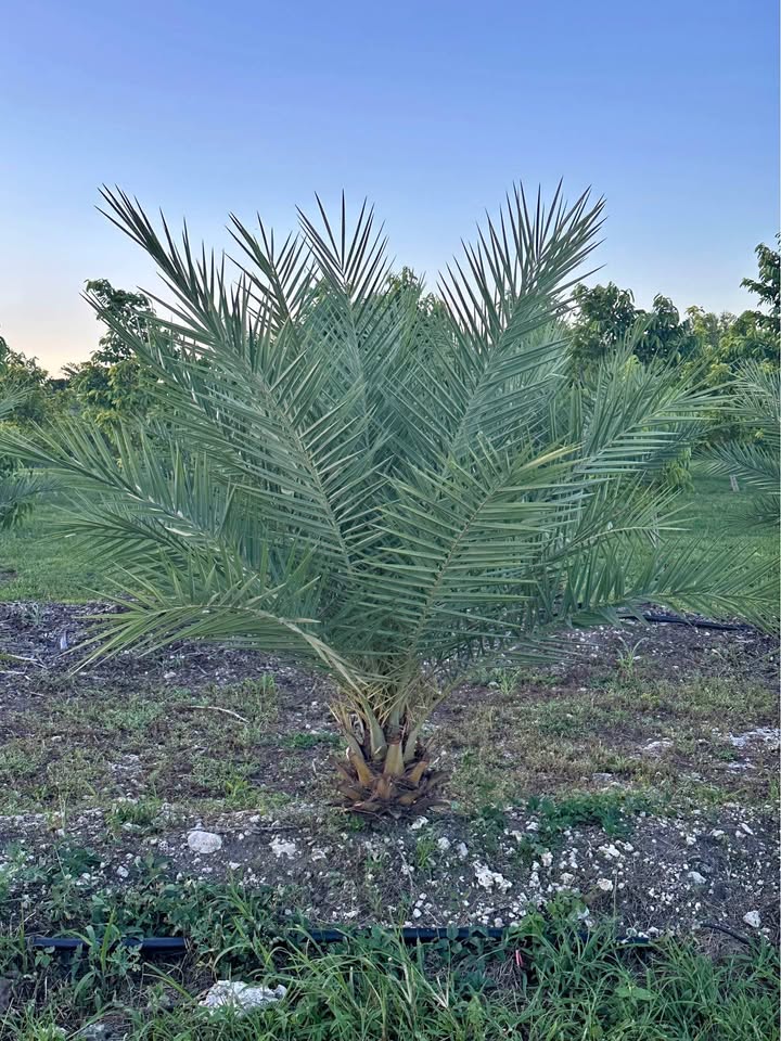phoenix-sylvestris-sylvester-date-palm-silver-date-palm-wild-date-palm