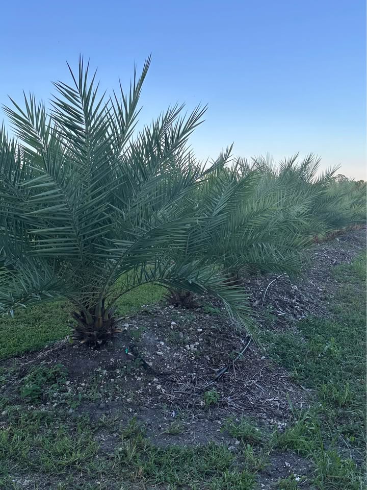phoenix-sylvestris-sylvester-date-palm-silver-date-palm-wild-date-palm