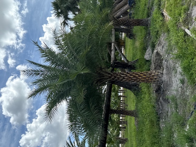 phoenix-sylvestris-sylvester-date-palm-silver-date-palm-wild-date-palm
