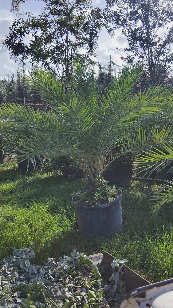 phoenix-sylvestris-sylvester-date-palm-silver-date-palm-wild-date-palm