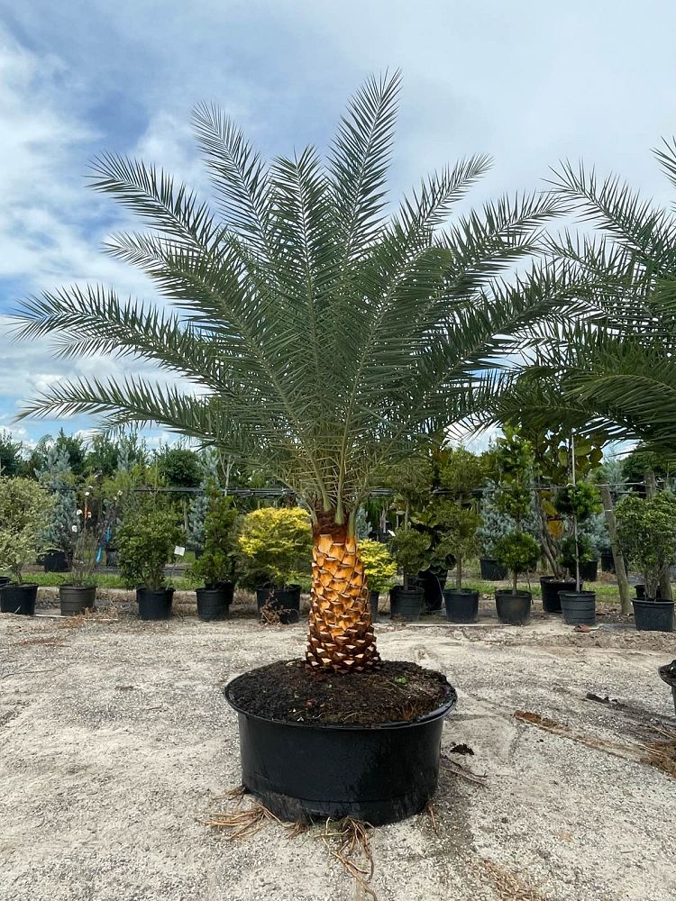 phoenix-sylvestris-sylvester-date-palm-silver-date-palm-wild-date-palm