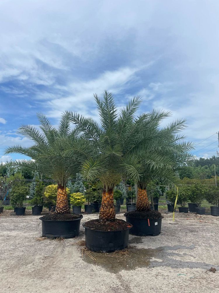 phoenix-sylvestris-sylvester-date-palm-silver-date-palm-wild-date-palm