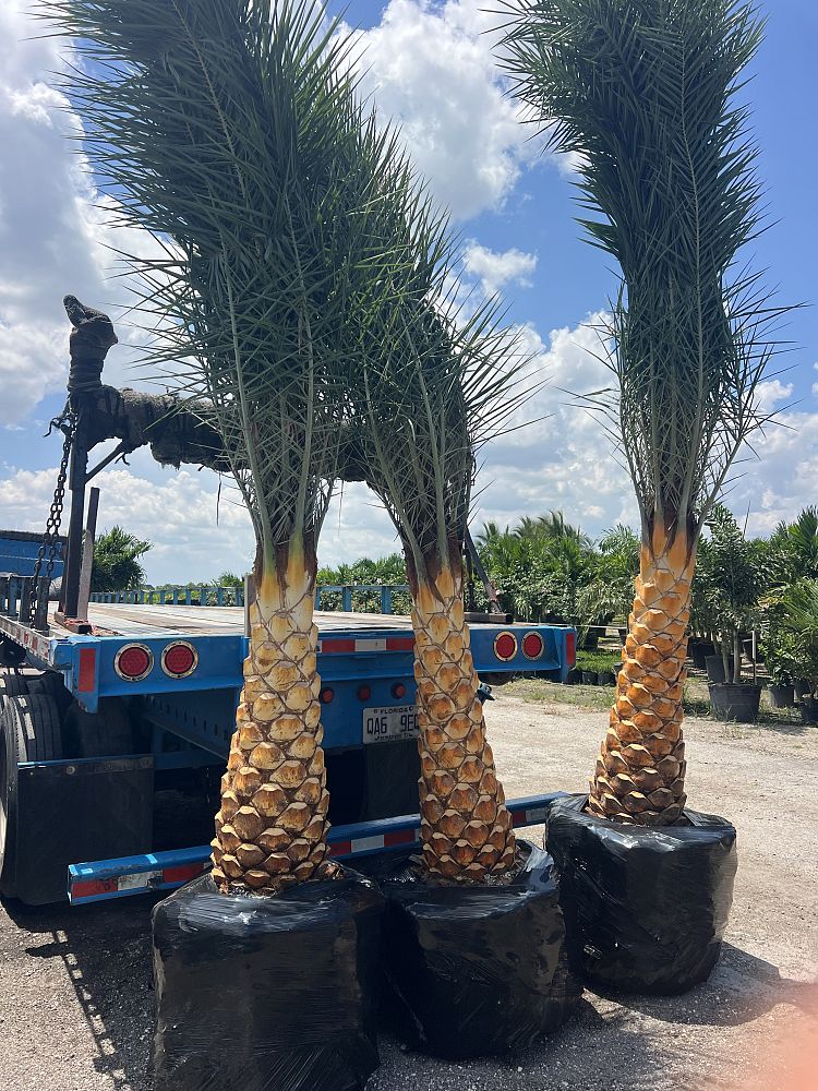 phoenix-sylvestris-sylvester-date-palm-silver-date-palm-wild-date-palm
