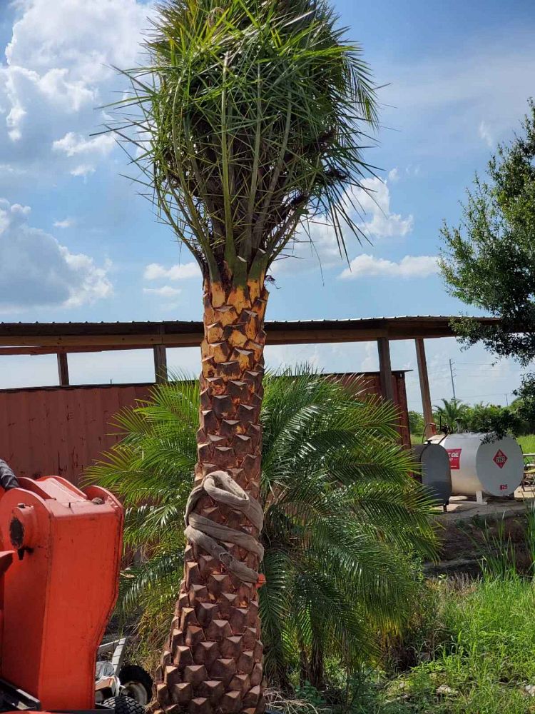 phoenix-sylvestris-sylvester-date-palm-silver-date-palm-wild-date-palm