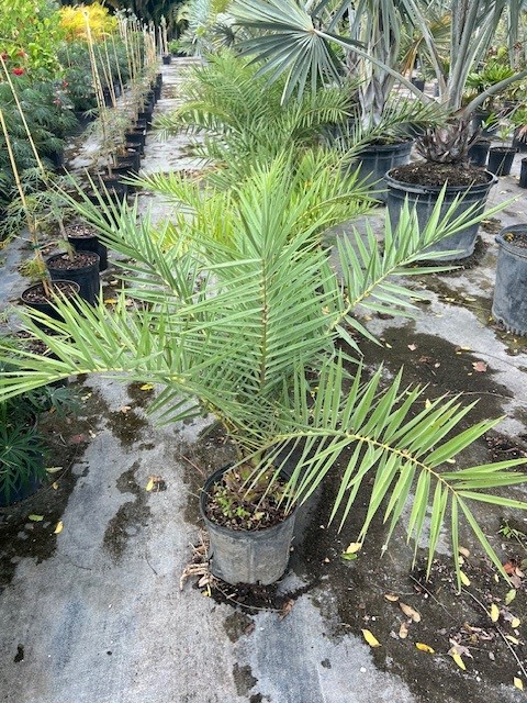 phoenix-sylvestris-sylvester-date-palm-silver-date-palm-wild-date-palm