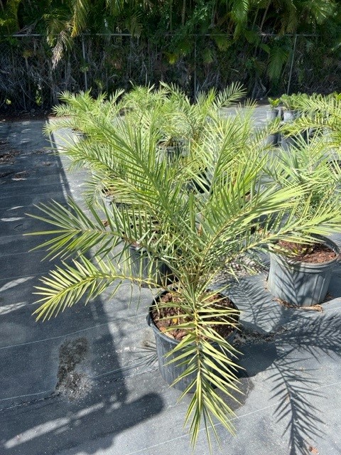phoenix-sylvestris-sylvester-date-palm-silver-date-palm-wild-date-palm