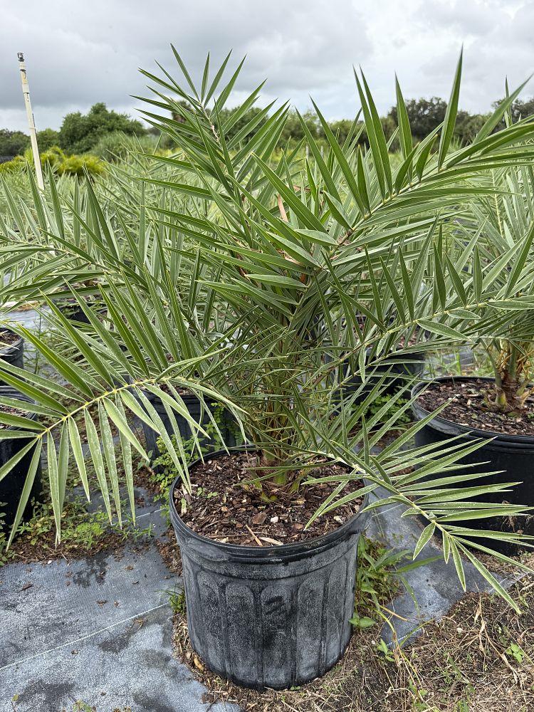 phoenix-sylvestris-sylvester-date-palm-silver-date-palm-wild-date-palm