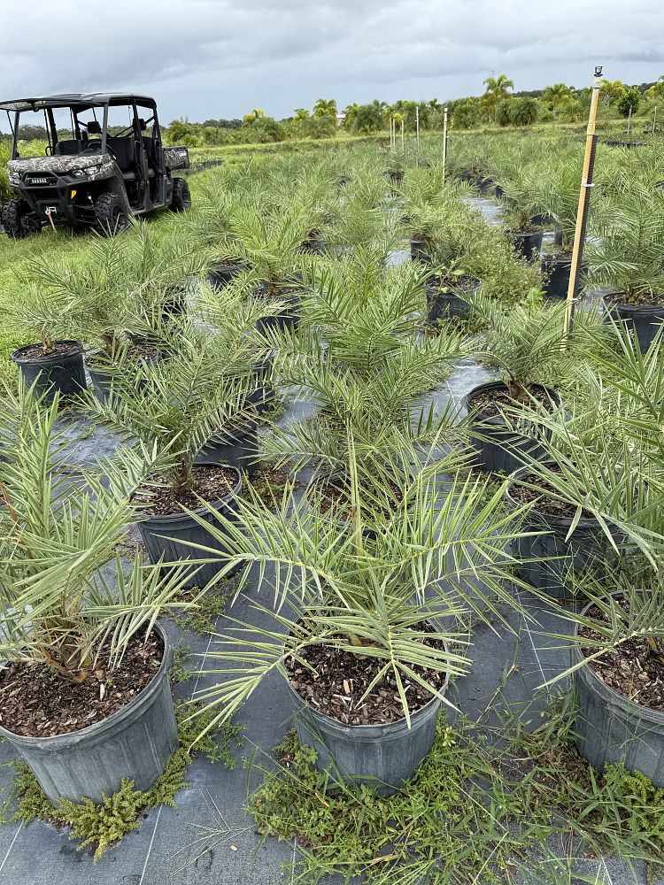 phoenix-sylvestris-sylvester-date-palm-silver-date-palm-wild-date-palm